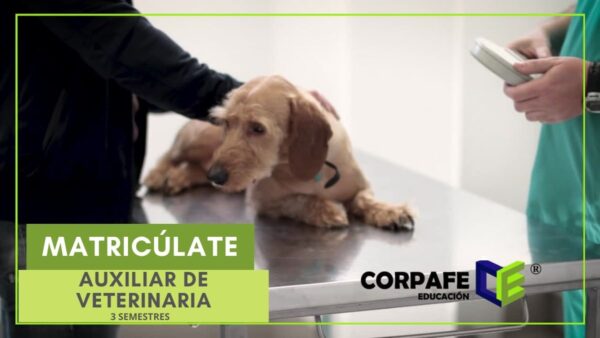 auxiliar de veterinaria