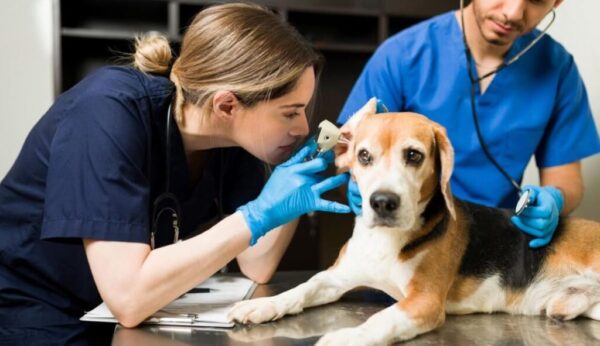 AUXILIAR DE VETERINARIA I TECH LAB